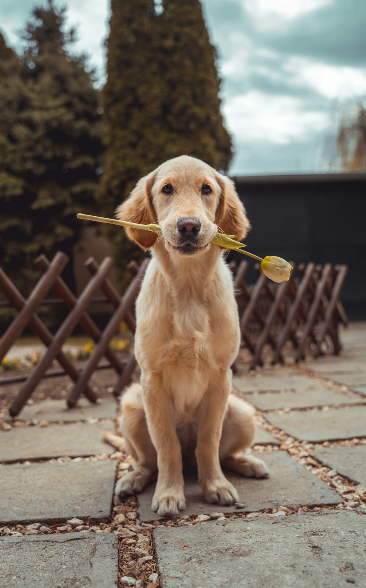 叼着花朵的金毛犬